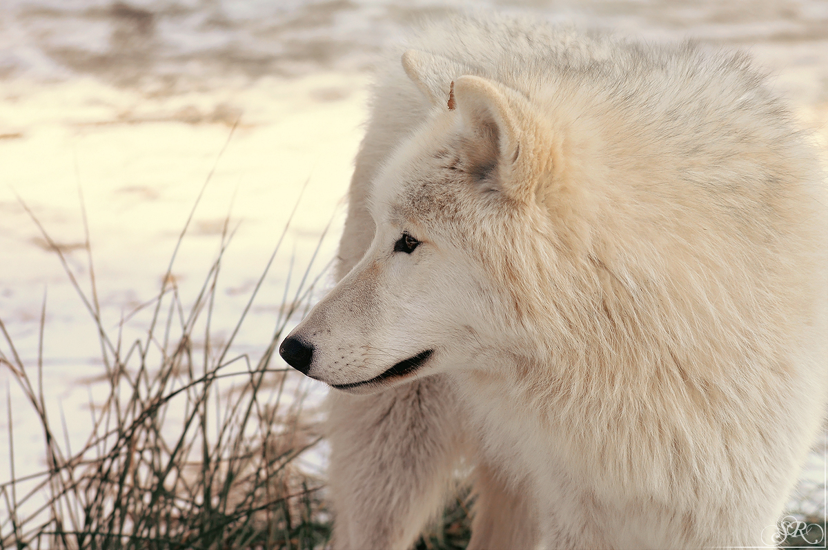 Pup10m12AuheimSas_Inuq-11