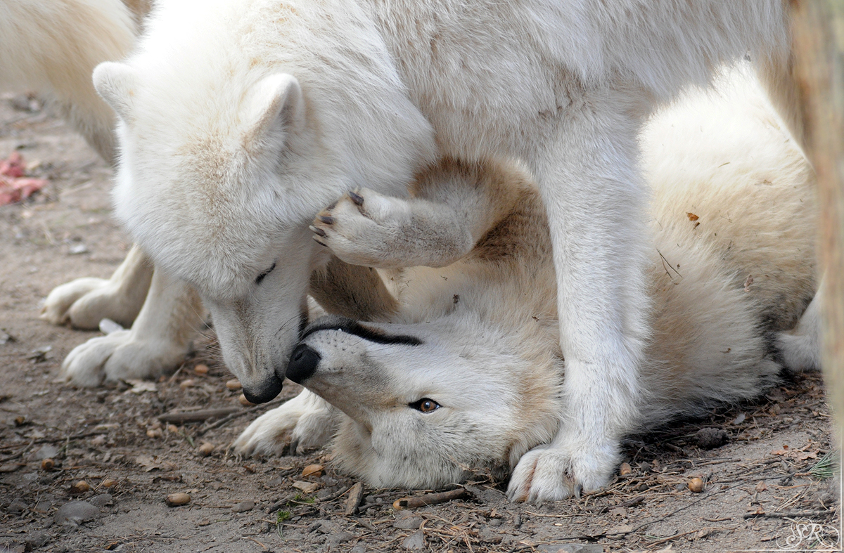 Pup10m12AuheimSas_Monja-03