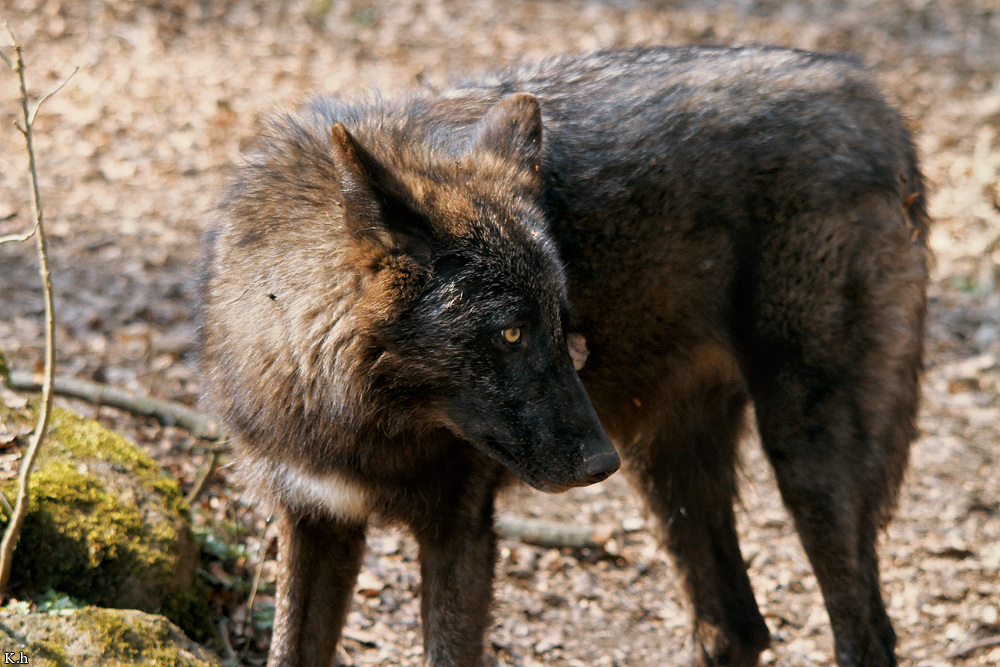Pup11m12KasselburgKati_Young-09