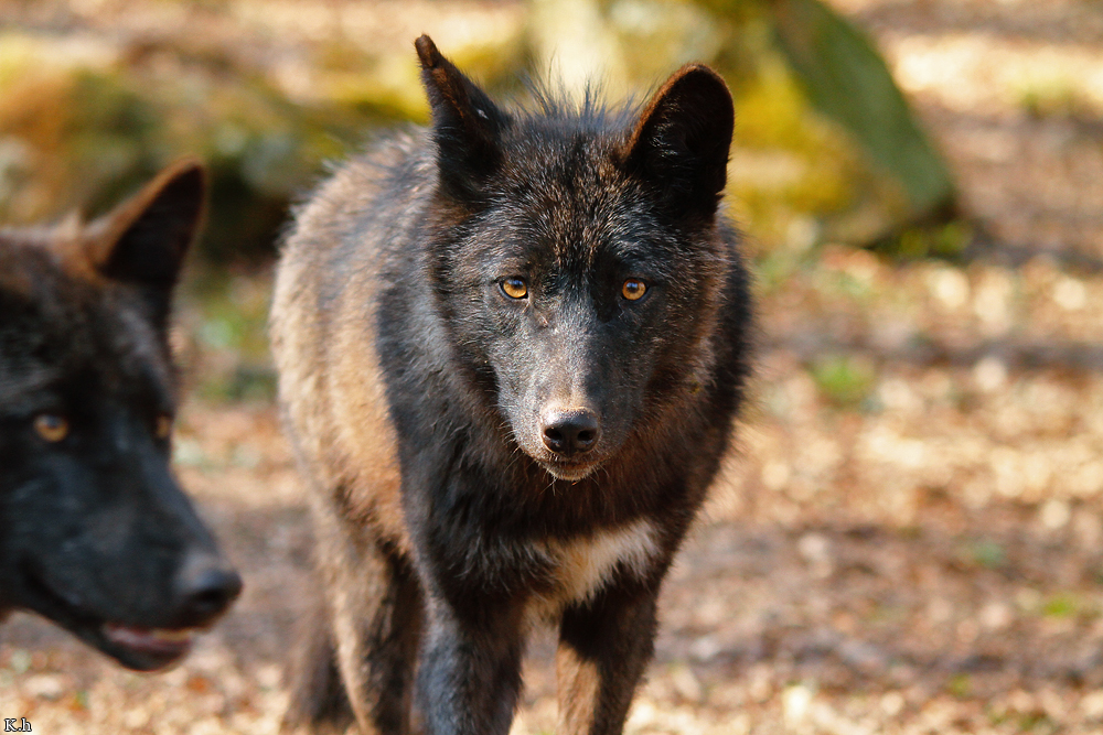 Pup11m12KasselburgKati_Young-38