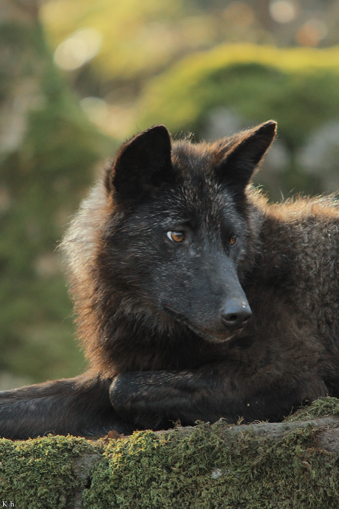 Pup11m12KasselburgKati_Young-67