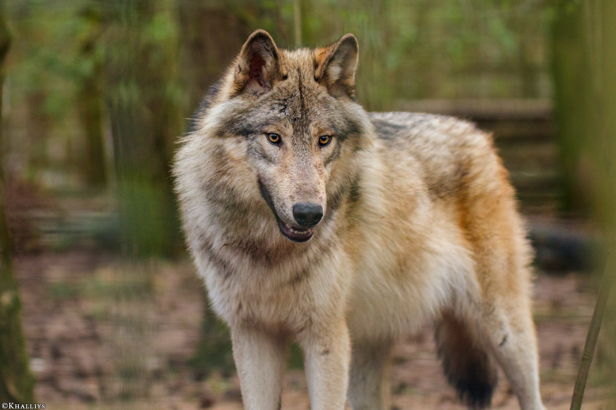 Pup11m17SaerbeckKati_Son-47