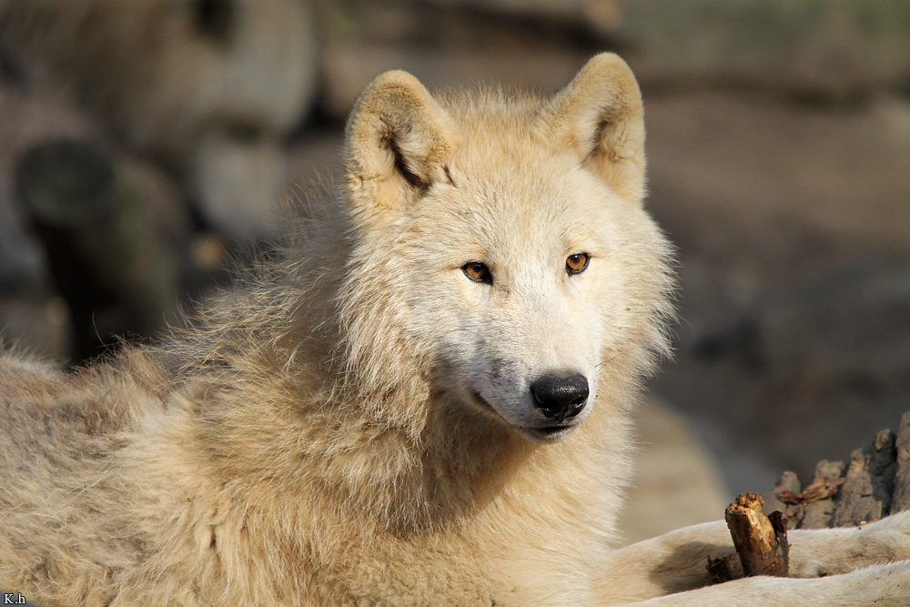 Pup11m12WuppertalKati_Polar-11