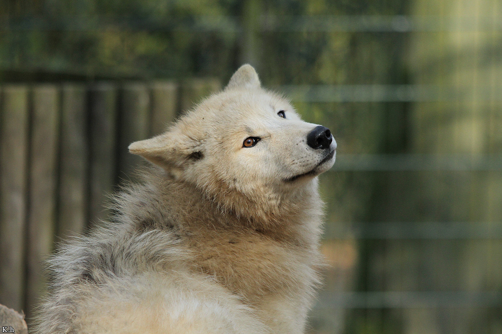 Pup11m12WuppertalKati_Polar-12