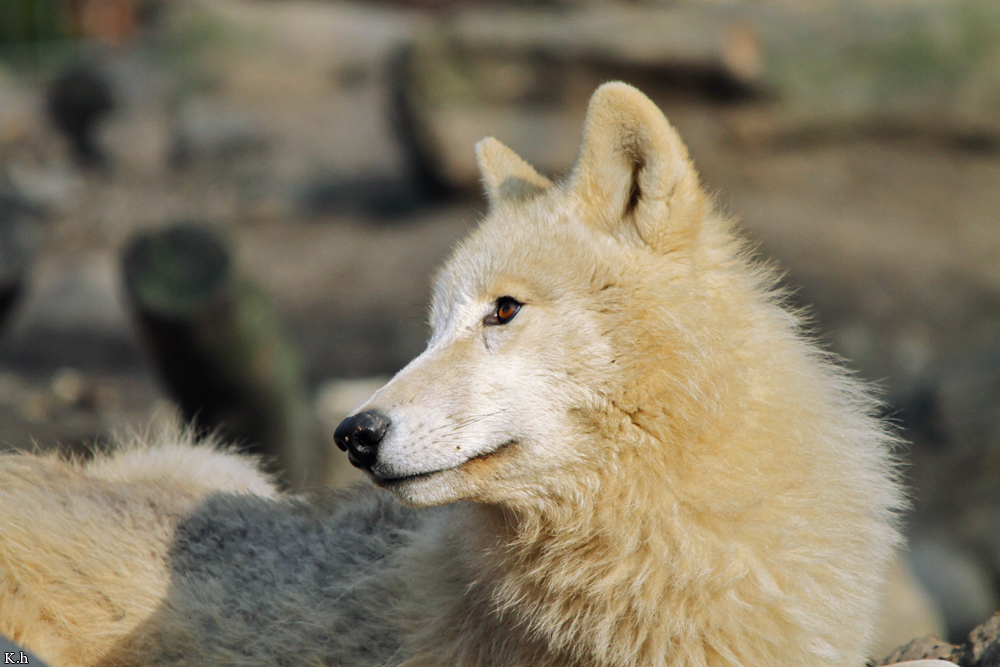 Pup11m12WuppertalKati_Polar-18