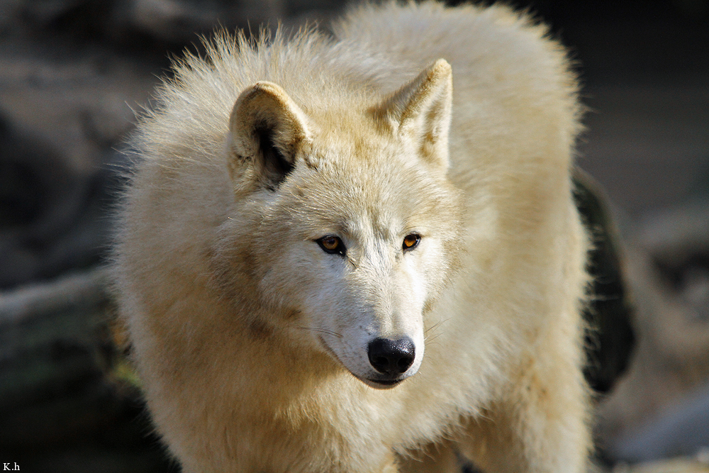 Pup11m12WuppertalKati_Polar-28