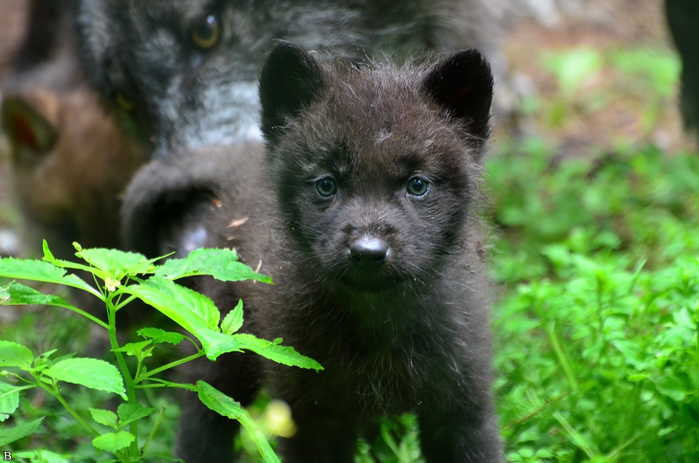 Pup1m12EderseeBineG_ceyla-06