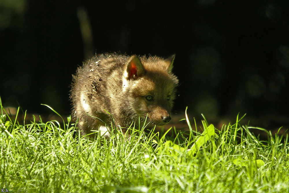 Pup5w12EderseeKati_Kiley-05