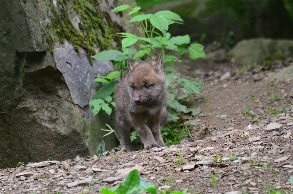 Pup1m12EderseeBineG_kiley-10