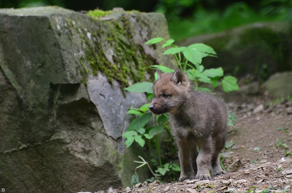 Pup1m12EderseeBineG_kiley-11