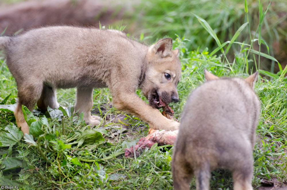 Pup1m13LueneburgBineG_brown-13