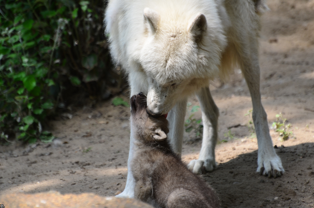 Pup6w11ZooBerlinBineG_Pup-07