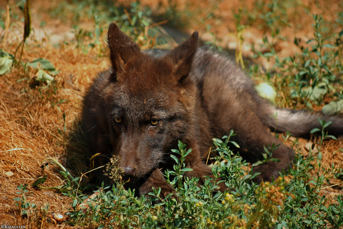 Pup2m10LueneburgKati_Bo--03