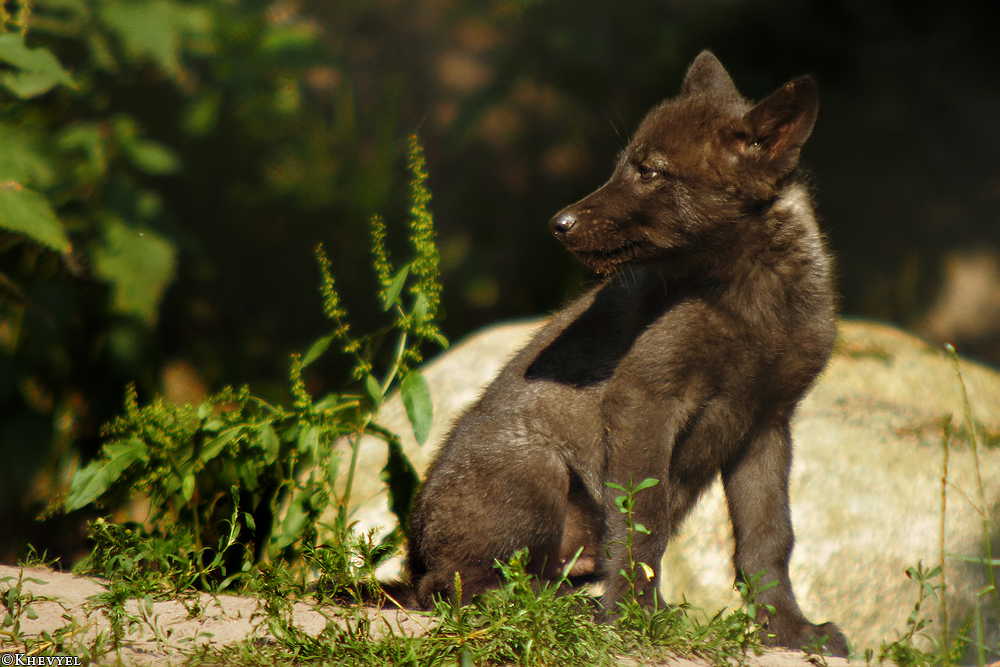 Pup2m13LueneburgKati_Black-03