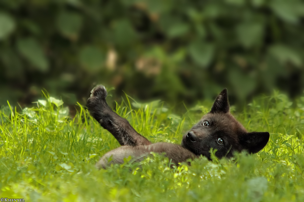 Pup2m13GelsenkirchenKati_Fem-11