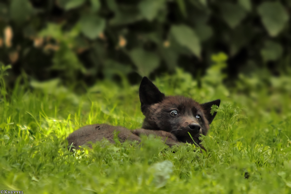 Pup2m13GelsenkirchenKati_Fem-12