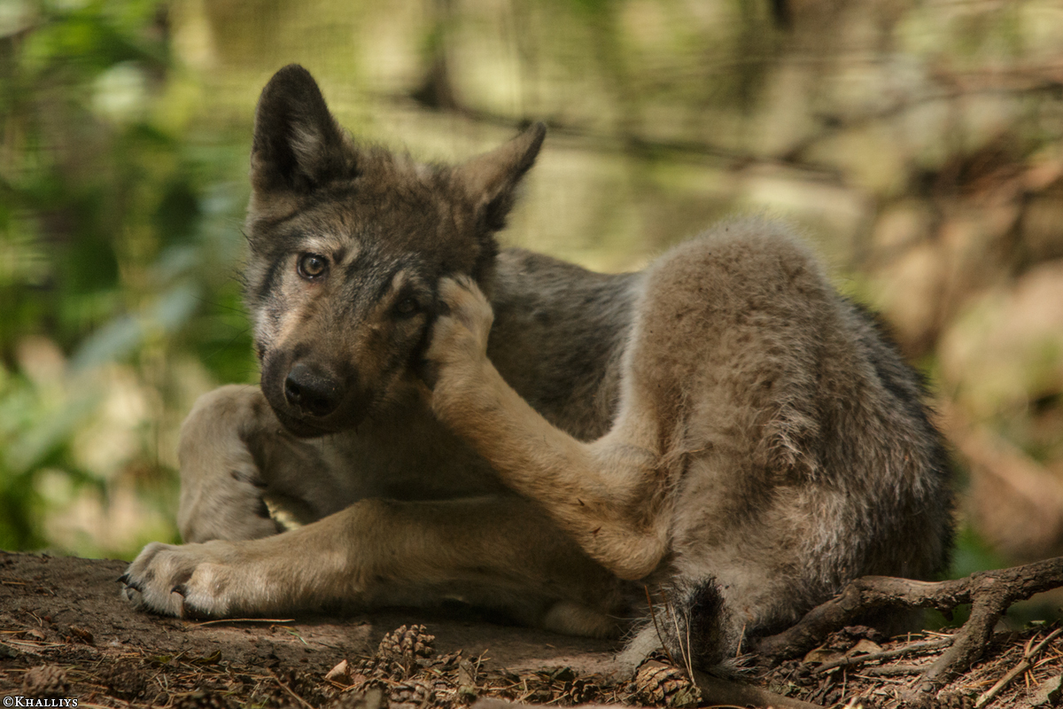 Pup2m15SaerbeckKati_Aragorn-03