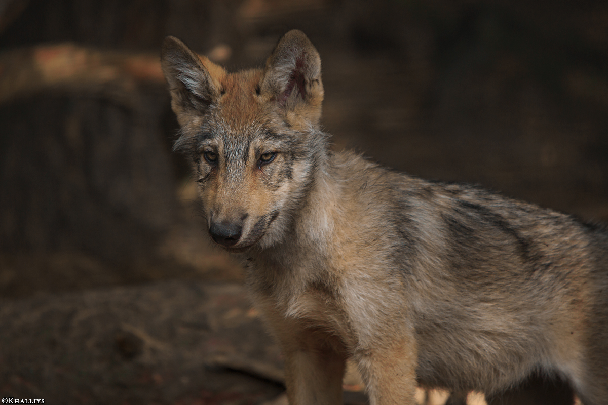 Pup2m15SaerbeckKati_Boromir-03