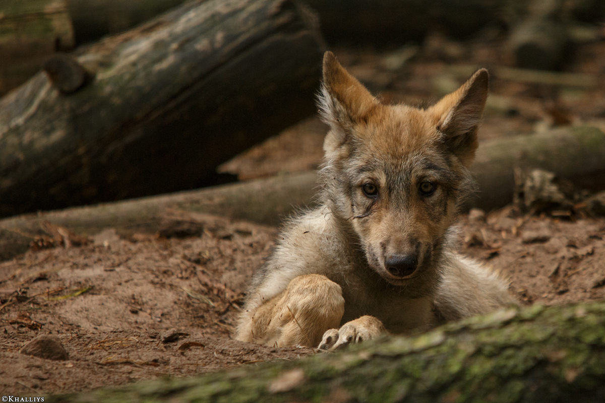 Pup2m15SaerbeckKati_Boromir-05