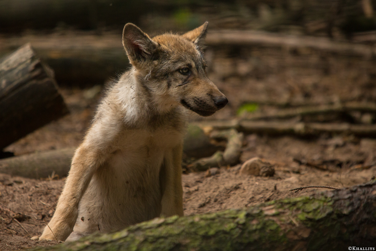 Pup2m15SaerbeckKati_Boromir-06