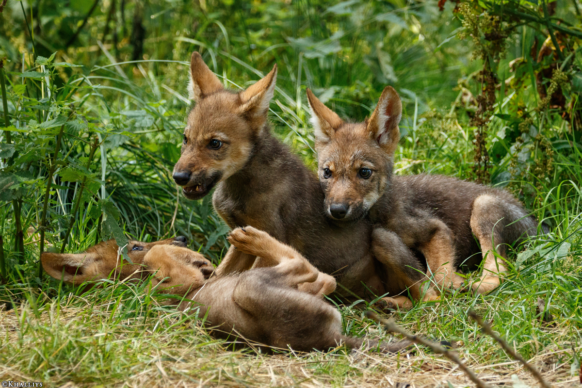 Pup2m16AnholtKati_All-06