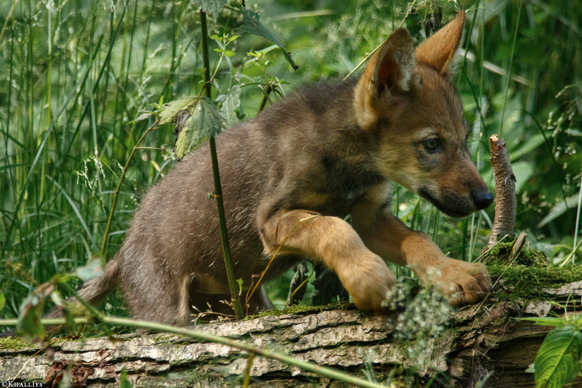 Pup2m16AnholtKati_Pup-01