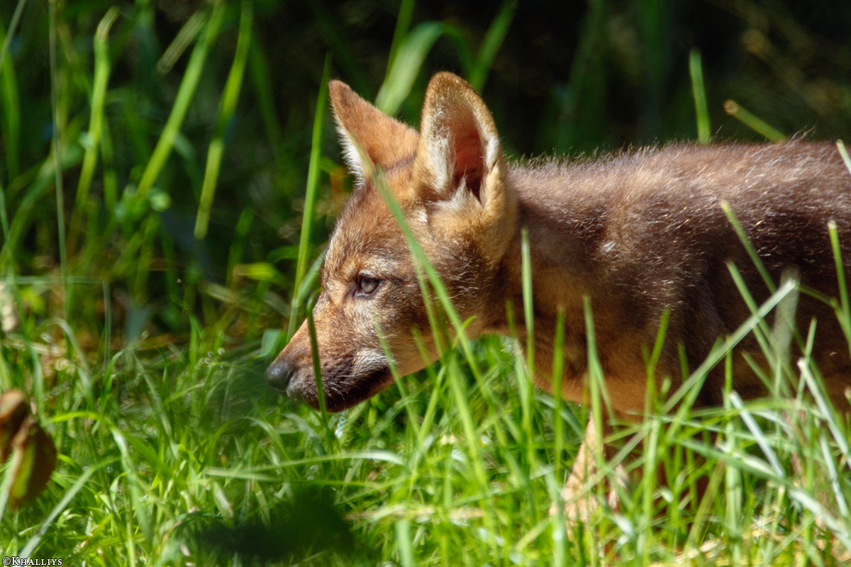 Pup2m16AnholtKati_Red-08