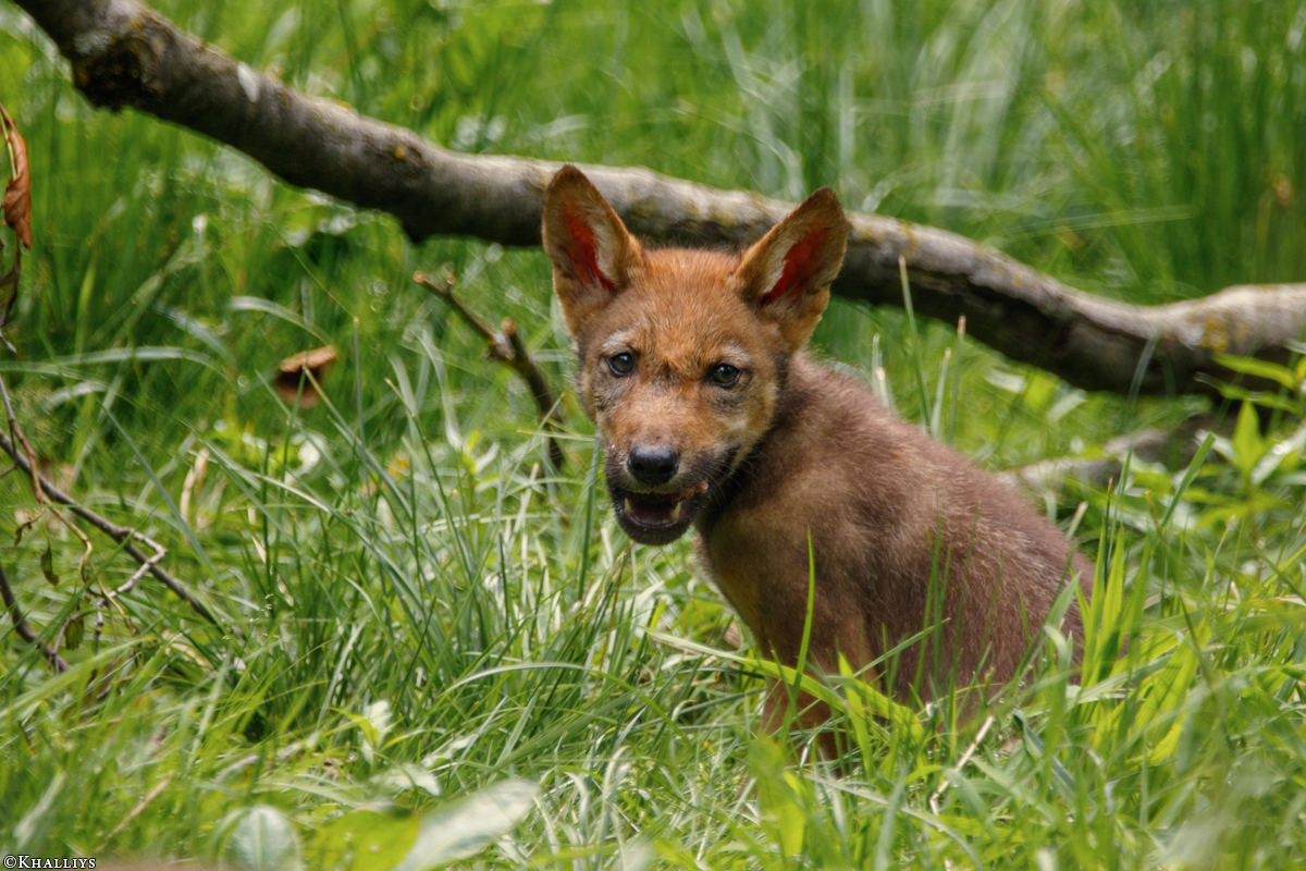 Pup2m16AnholtKati_Red-15