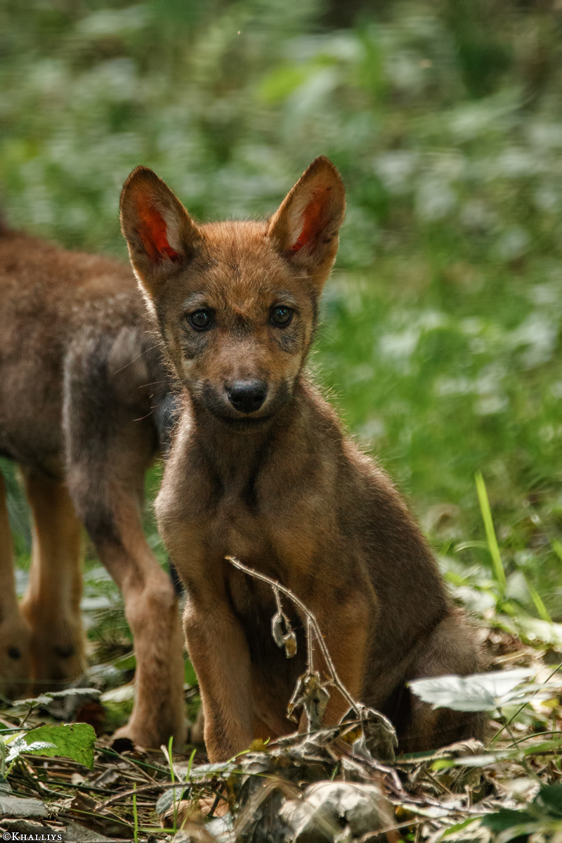 Pup2m16AnholtKati_Zwirbel-02