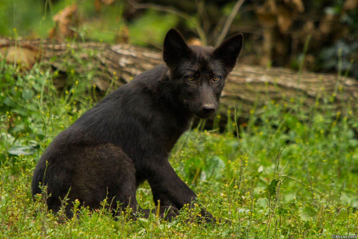 Pup3m14GelsenkirchenKati_Deva-04