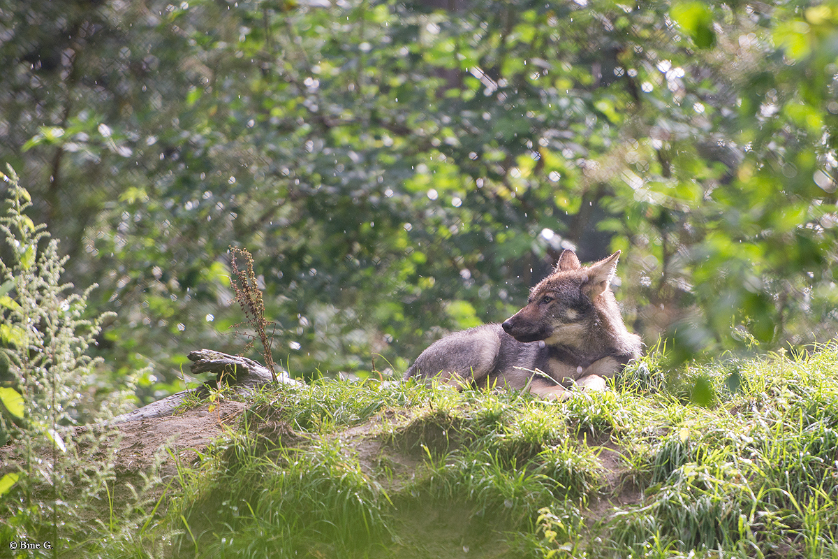 Pup3m1707Lueneburg-BineG_Kolja-01