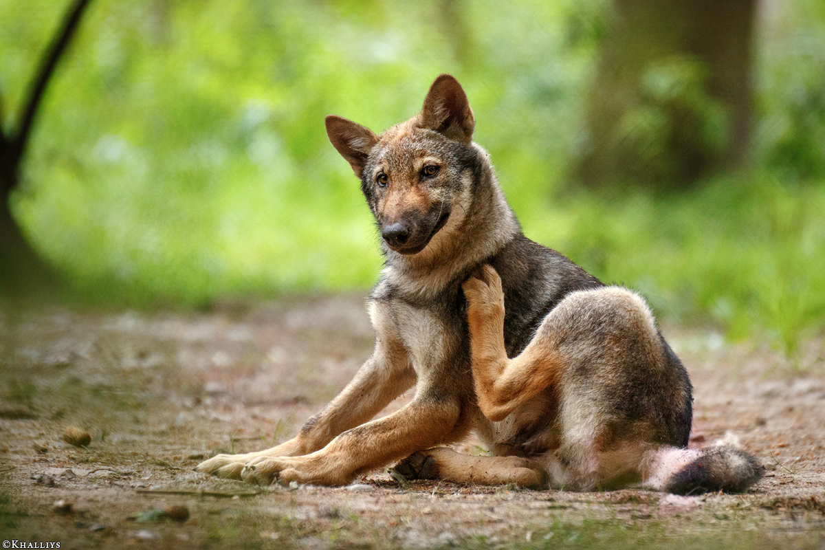 Pup3m17LueneburgKati_Mischa-03