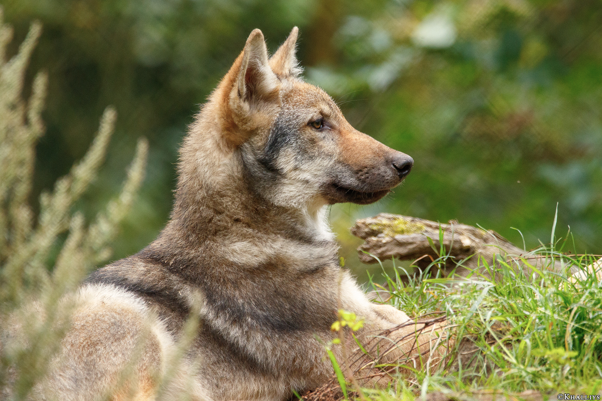 Pup3m17LueneburgKati_Vasja-07