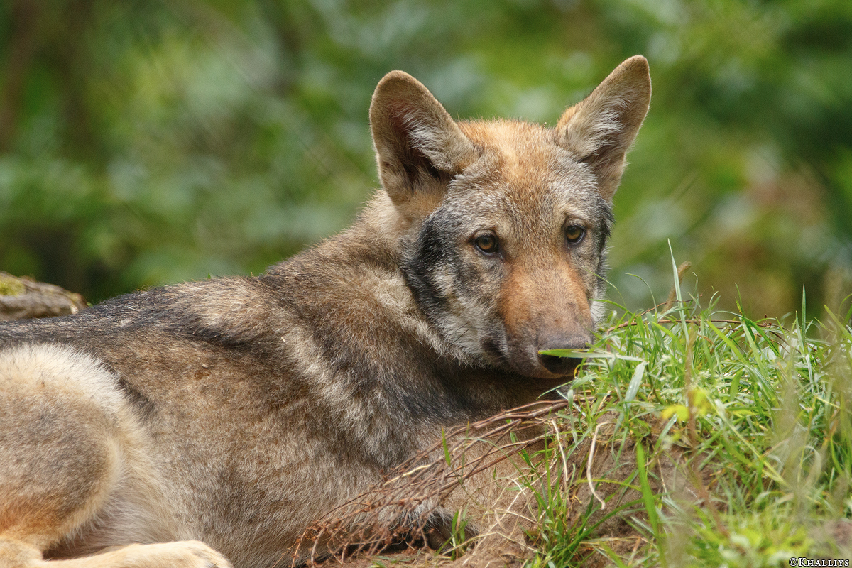 Pup3m17LueneburgKati_Vasja-11