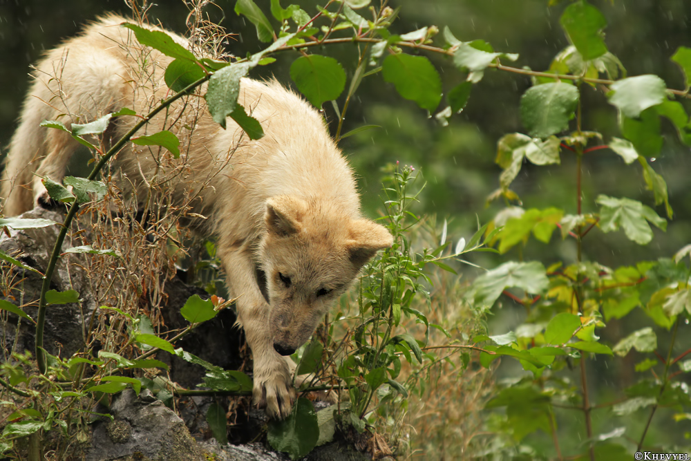 Pup3m13DuisburgKati_14