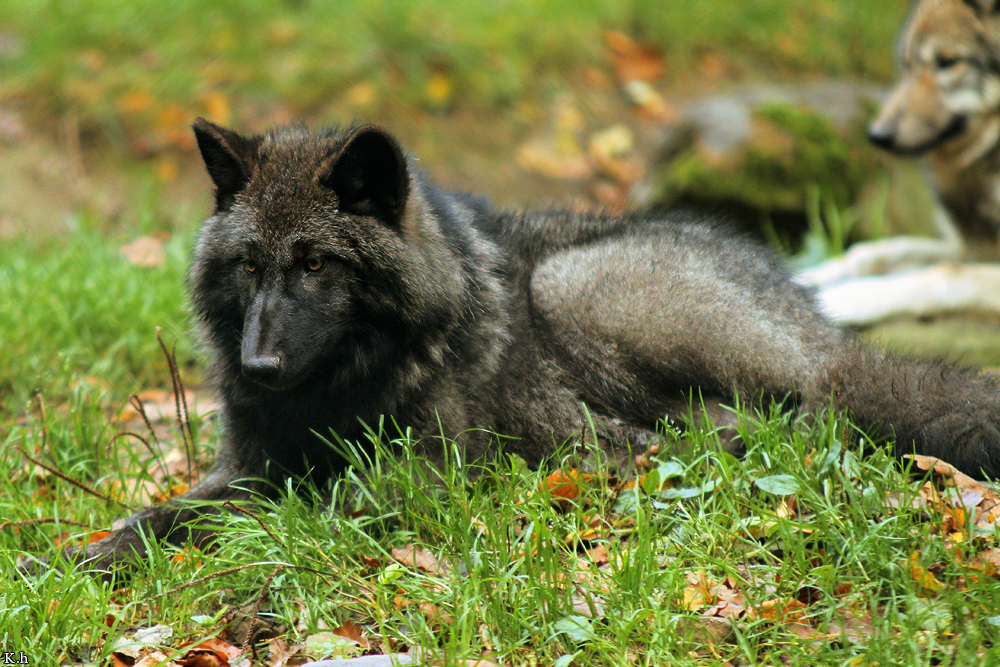 Pup5m12EderseeKati_Ceyla-01