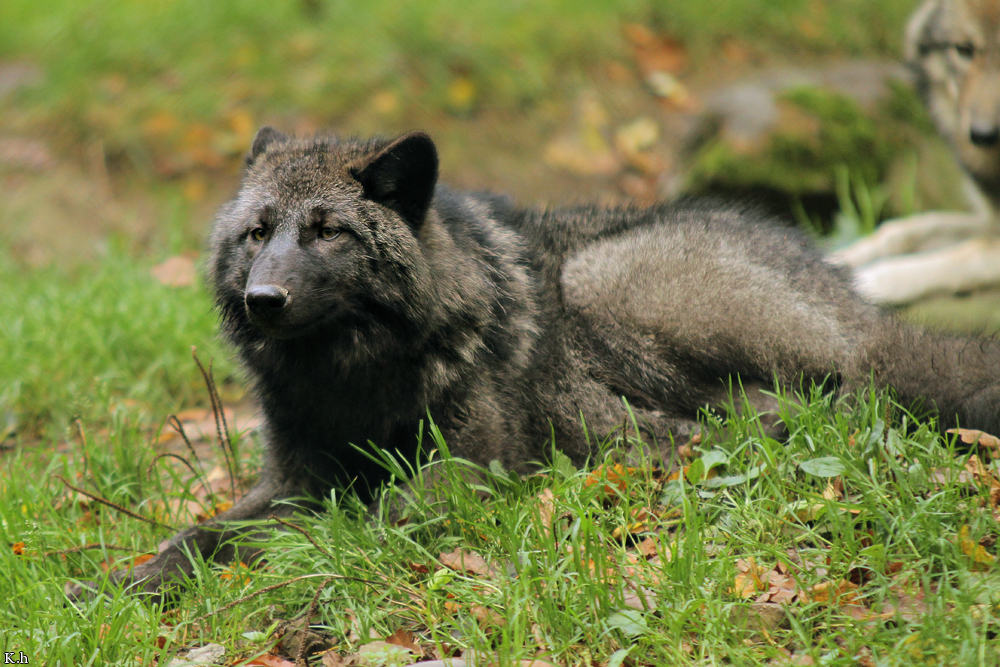 Pup5m12EderseeKati_Ceyla-03