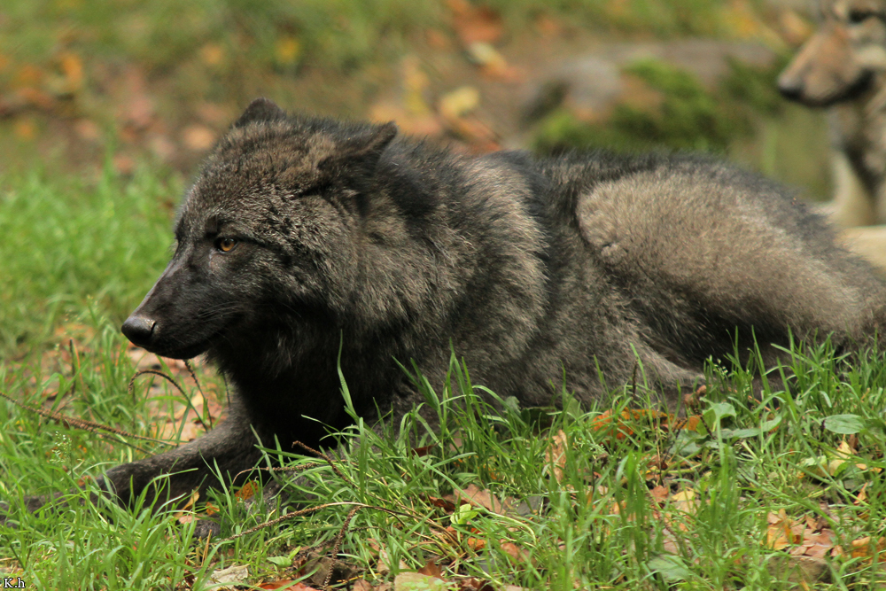 Pup5m12EderseeKati_Ceyla-05