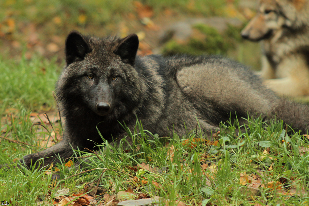 Pup5m12EderseeKati_Ceyla-06