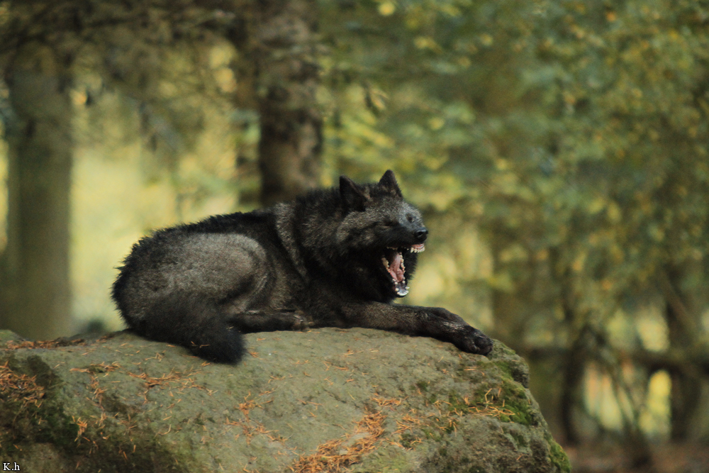 Pup5m12EderseeKati_Ceyla-15
