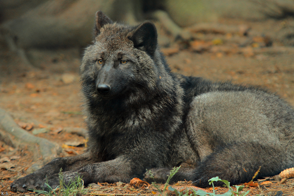 Pup5m12EderseeKati_Ceyla-19