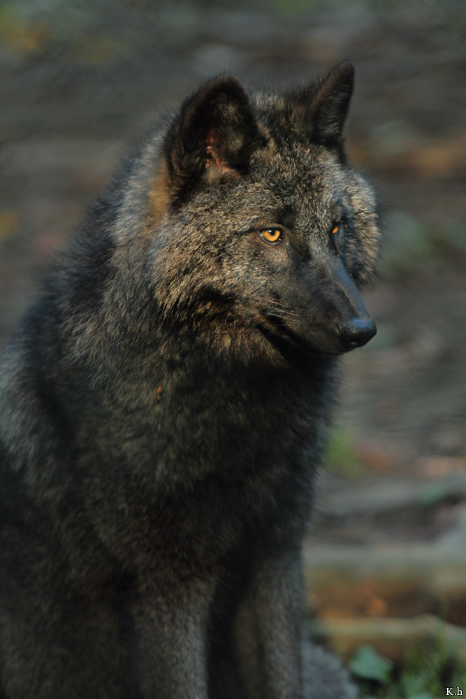 Pup5m12EderseeKati_Ceyla-27