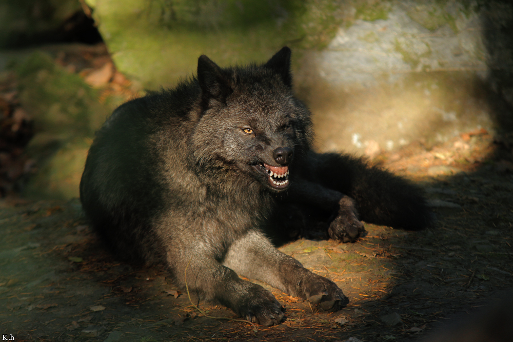 Pup5m12EderseeKati_Ceyla-29