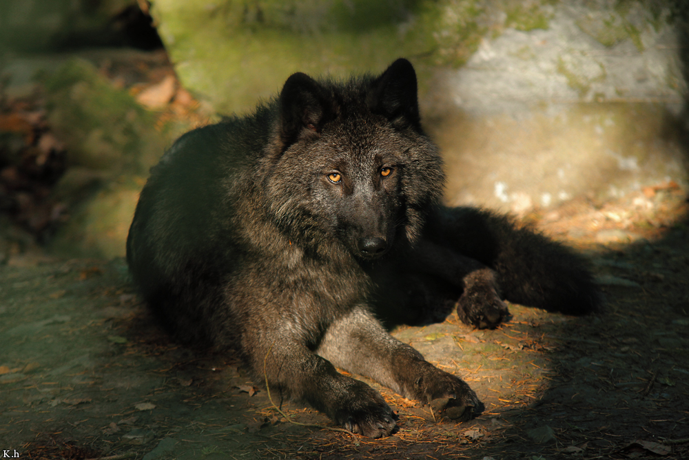 Pup5m12EderseeKati_Ceyla-30
