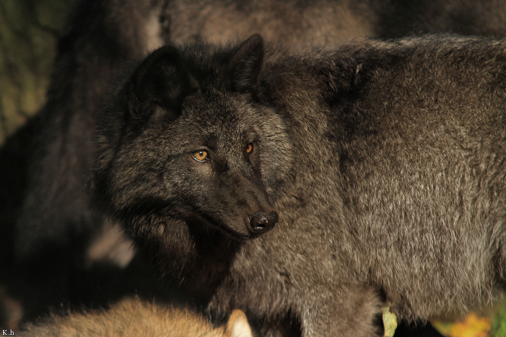 Pup5m12EderseeKati_Ceyla-33