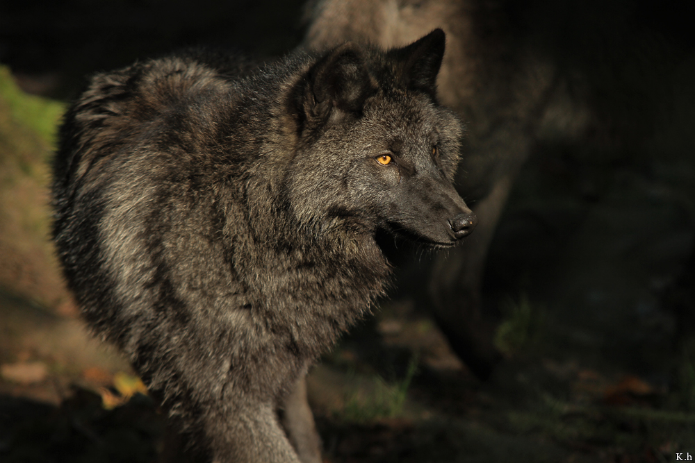 Pup5m12EderseeKati_Ceyla-34