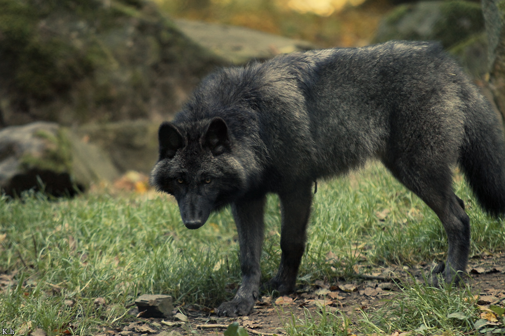 Pup5m12EderseeKati_Ceyla-35