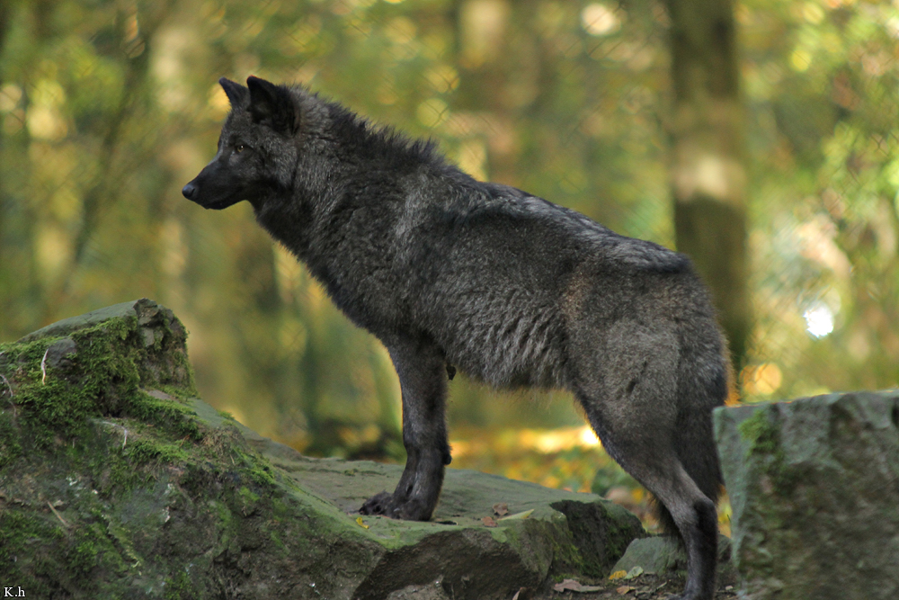 Pup5m12EderseeKati_Ceyla-39