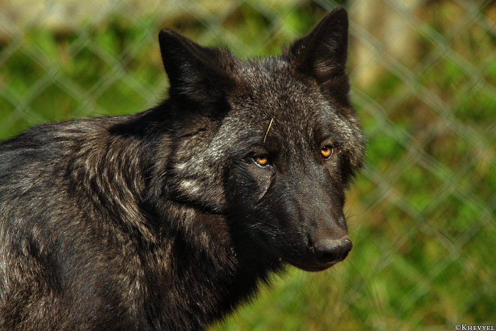 Pup5m13LueneburgKati_Aiyan-06