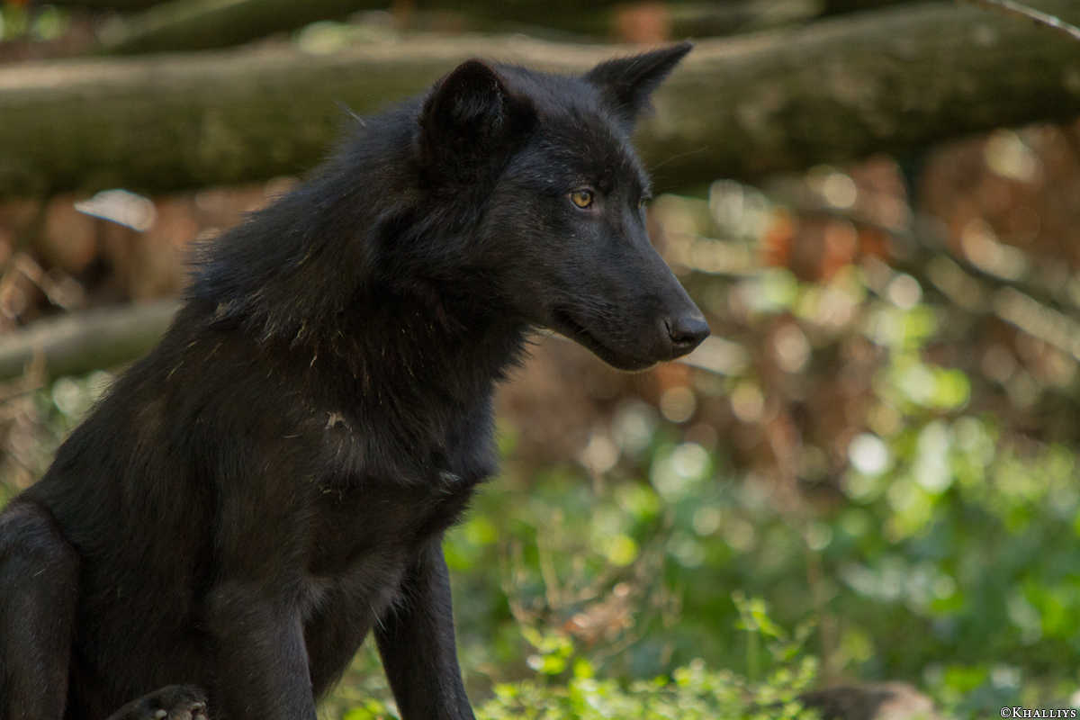 Pup5m14GelsenkirchenKati_Deva-15